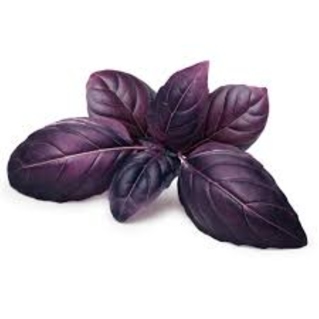 FRESHLY PURPLE BASIL 50G